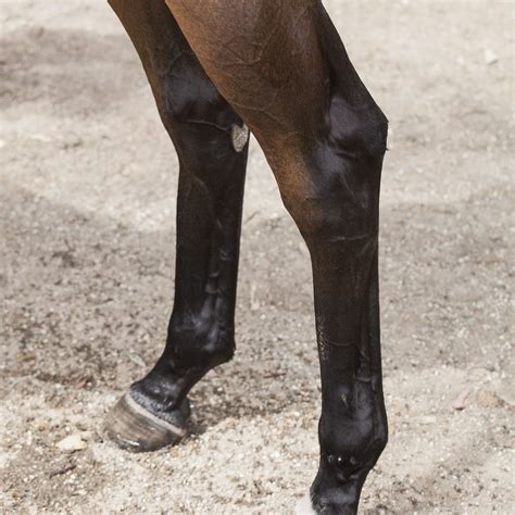 white stuff for horses legs.